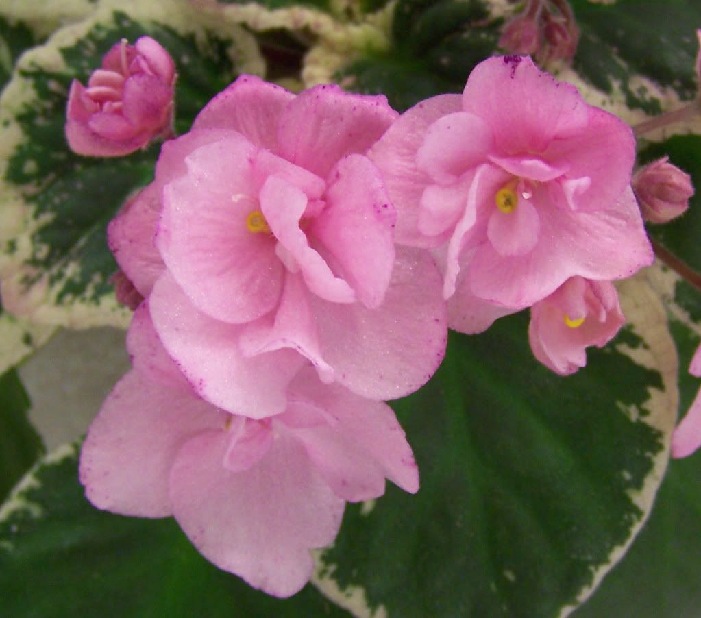 Cajun's Pink Crepe Paper in 3 Pot - $9.00 : Fancy Bloomers, African Violets